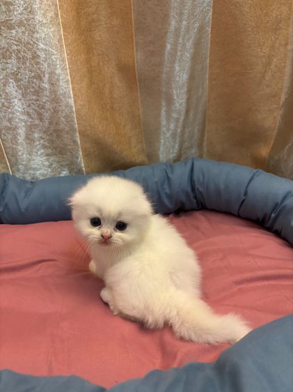 เเมว รูปที่ 5