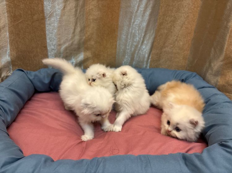 เเมว รูปที่ 16