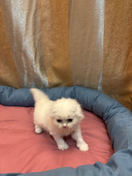 เเมว รูปที่ 15