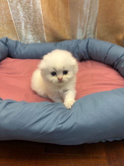 เเมว รูปที่ 6