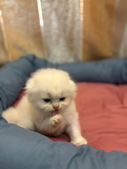 เเมว รูปที่ 8