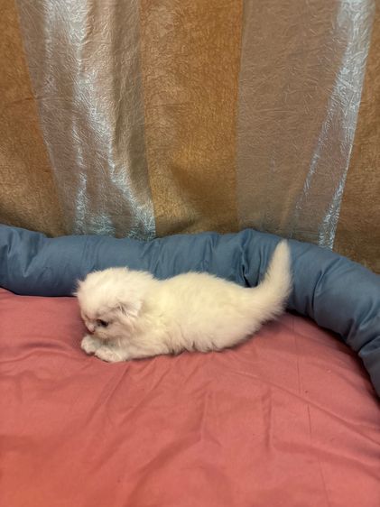 เเมว รูปที่ 13