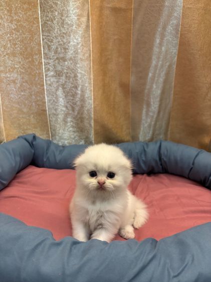 เเมว รูปที่ 7