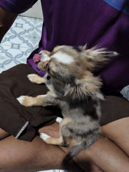 ชิวาว่าขนยาวสีเมอร์ รูปที่ 2