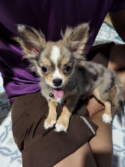 ชิวาวา (Chihuahua) กลาง ชิวาว่าขนยาวสีเมอร์