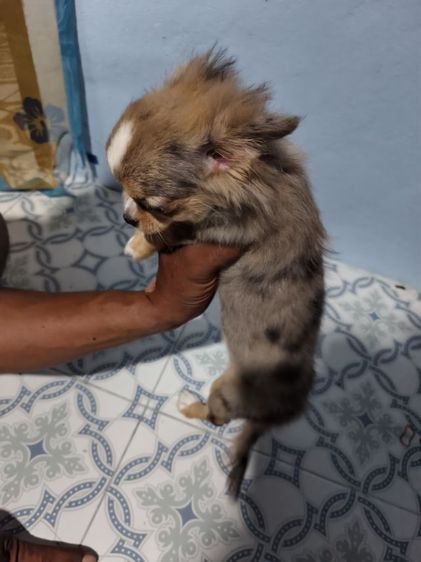 ชิวาว่าขนยาวสีเมอร์ รูปที่ 4