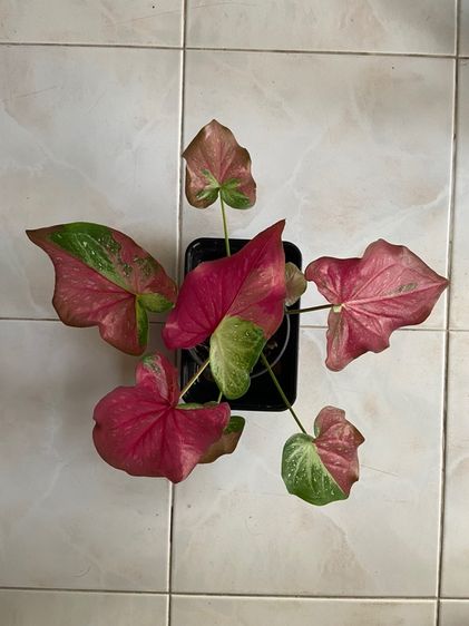 ต้นไม้จริง บอนสี ชายชล