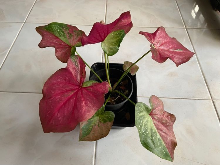 บอนสี ชายชล รูปที่ 4