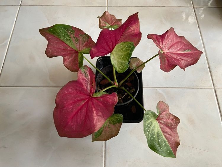 บอนสี ชายชล รูปที่ 3