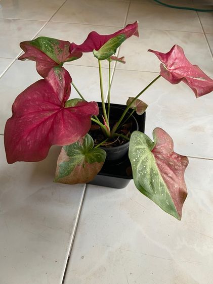 บอนสี ชายชล รูปที่ 5