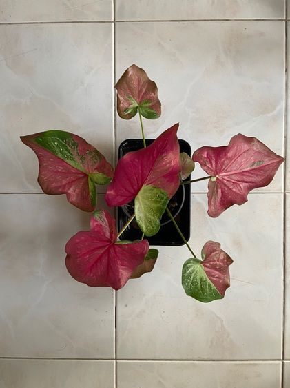 บอนสี ชายชล รูปที่ 2