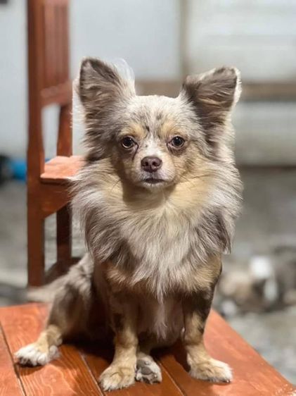 ชิวาว่าขนยาวสีเมอร์ รูปที่ 5