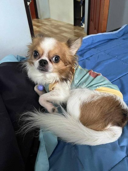 ชิวาว่าขนยาวสีเมอร์ รูปที่ 6