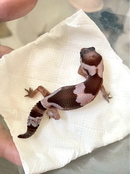 น้องตุ๊กแกหางอ้วน (FATTAIL GECKO) รูปที่ 2