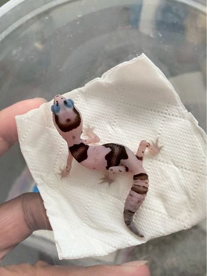 น้องตุ๊กแกหางอ้วน (FATTAIL GECKO)