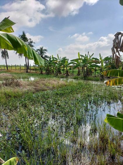 ขายที่ดิน ติดถนนลำลูกกาคลอง 13 