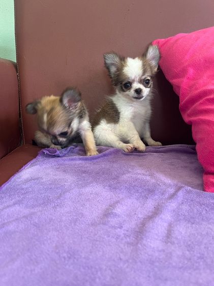 ชิวาวาขนยาว ไซด์ เล็ก กำลังน่ารัก  ราคาบ้านๆ รูปที่ 8