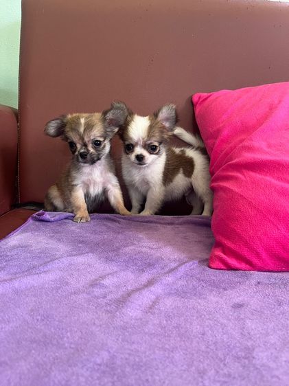 ชิวาวาขนยาว ไซด์ เล็ก กำลังน่ารัก  ราคาบ้านๆ รูปที่ 5