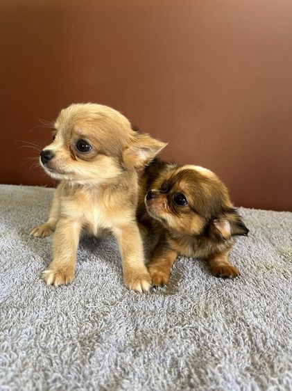 ชิวาวาขนยาว ไซด์ เล็ก กำลังน่ารัก  ราคาบ้านๆ