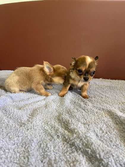 ชิวาวาขนยาว ไซด์ เล็ก กำลังน่ารัก  ราคาบ้านๆ รูปที่ 2