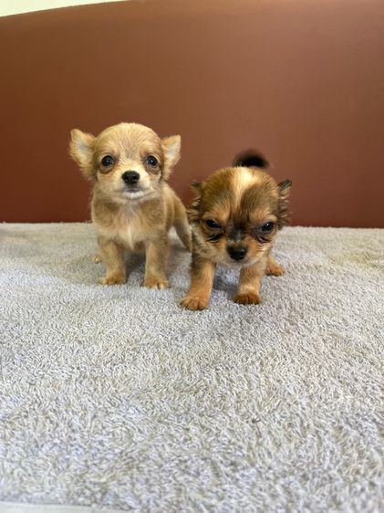 ชิวาวาขนยาว ไซด์ เล็ก กำลังน่ารัก  ราคาบ้านๆ รูปที่ 3