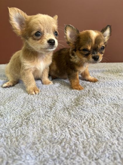 ชิวาวาขนยาว ไซด์ เล็ก กำลังน่ารัก  ราคาบ้านๆ รูปที่ 4