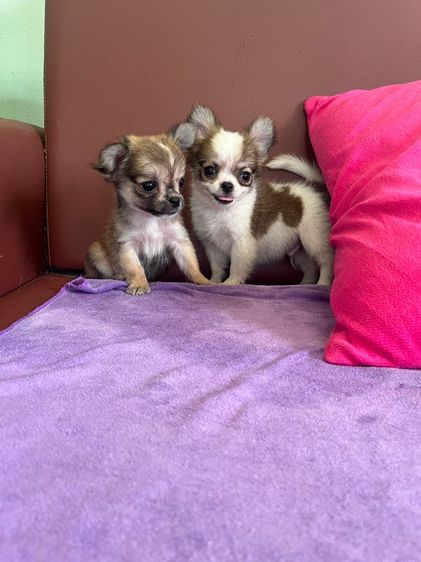 ชิวาวาขนยาว ไซด์ เล็ก กำลังน่ารัก  ราคาบ้านๆ รูปที่ 6