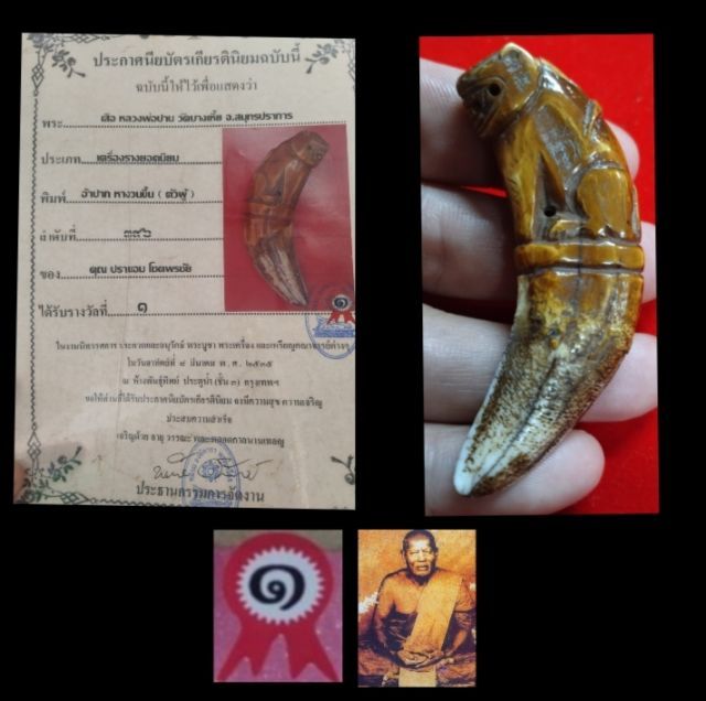 เสือหลวงพ่อปาน สวยใหญ่ อ้าปากตัวผู้