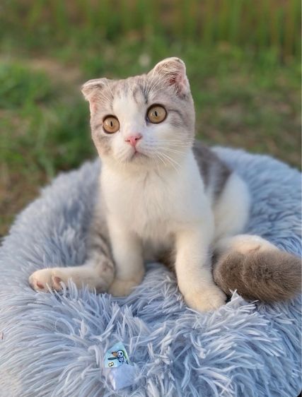 สก็อตติชโฟล์น้อย รูปที่ 5