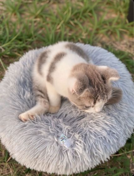 สก็อตติชโฟล์น้อย รูปที่ 6