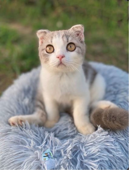 สก็อตติช โฟลด์ (Scottish Fold) สก็อตติชโฟล์น้อย