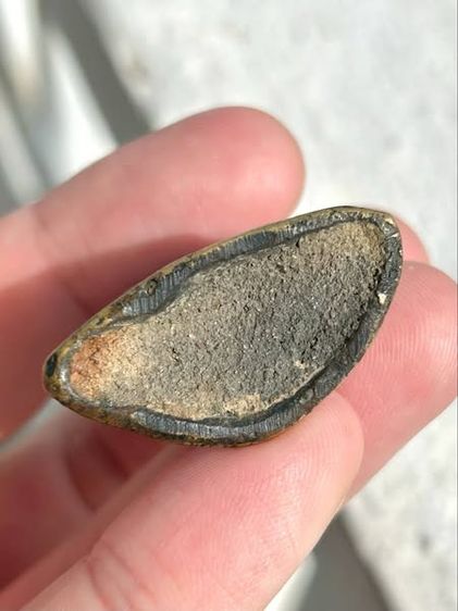 งั่งหลามตัดใหญ่​ ผิวเดิมๆ​ ​ดินเต็ม รูปที่ 3