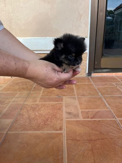 ปอม จิ๋ว หญิง ตัวสั้น ขนสวย  รูปที่ 4