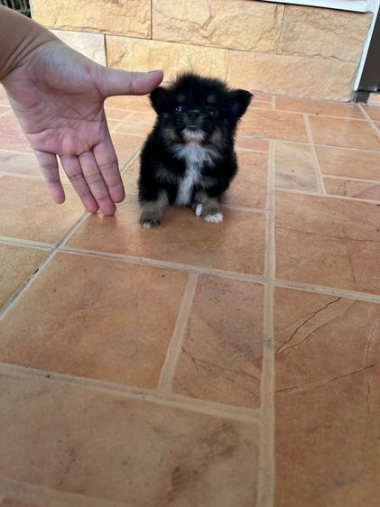 ปอม จิ๋ว หญิง ตัวสั้น ขนสวย  รูปที่ 2