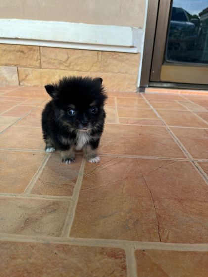 ปอม จิ๋ว หญิง ตัวสั้น ขนสวย 