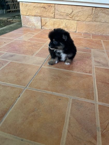 ปอม จิ๋ว หญิง ตัวสั้น ขนสวย  รูปที่ 5