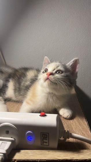 น้องแมว