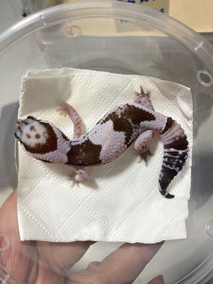 น้องตุ๊กแกหางอ้วน (FATTAIL GECKO) รูปที่ 8