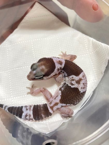 น้องตุ๊กแกหางอ้วน (FATTAIL GECKO) รูปที่ 5