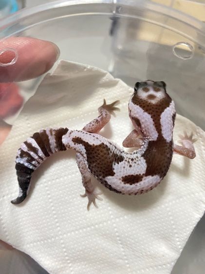 น้องตุ๊กแกหางอ้วน (FATTAIL GECKO) รูปที่ 6