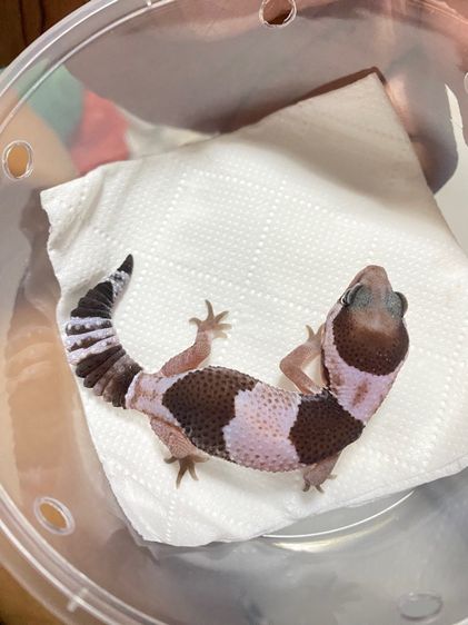 น้องตุ๊กแกหางอ้วน (FATTAIL GECKO) รูปที่ 9