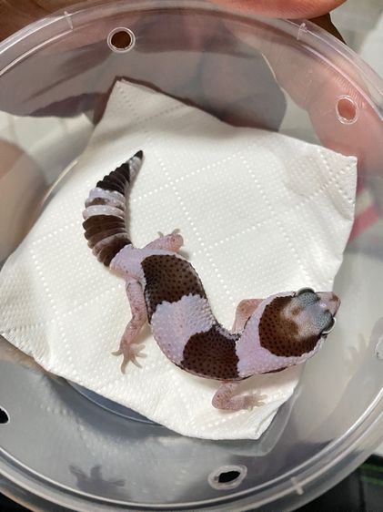 น้องตุ๊กแกหางอ้วน (FATTAIL GECKO) รูปที่ 12