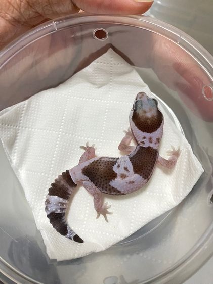 น้องตุ๊กแกหางอ้วน (FATTAIL GECKO) รูปที่ 11
