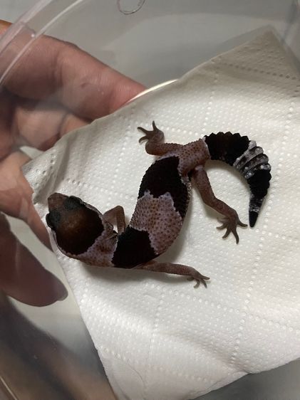 น้องตุ๊กแกหางอ้วน (FATTAIL GECKO) รูปที่ 10