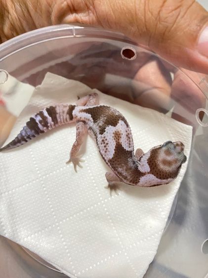น้องตุ๊กแกหางอ้วน (FATTAIL GECKO) รูปที่ 7