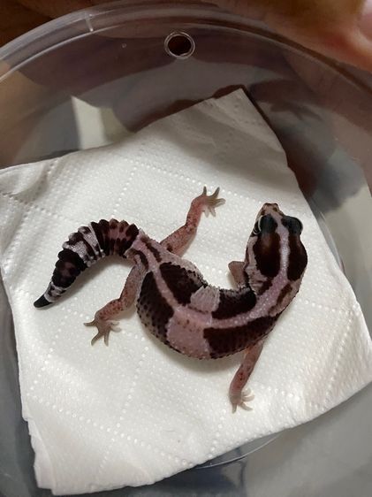 น้องตุ๊กแกหางอ้วน (FATTAIL GECKO) รูปที่ 4