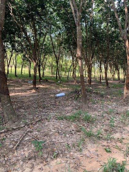 สวนยางเปิดกรีด ไร่นาสวนผสม รูปที่ 4