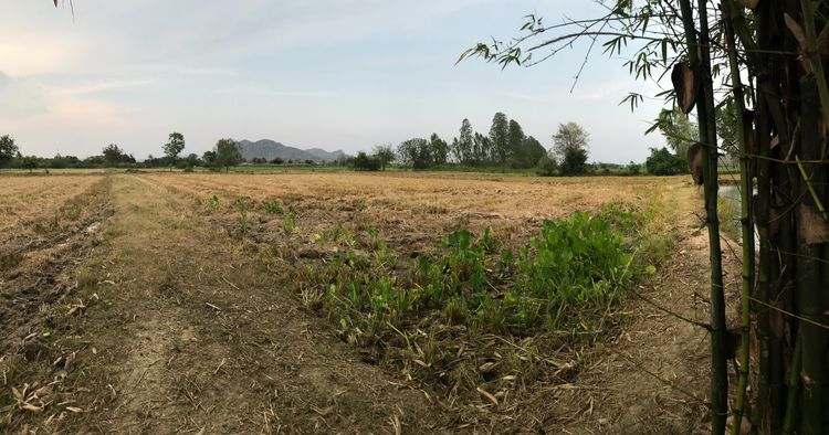 ไม่ใช่ ขายที่ดิน 12 ไร่ ใกล้ชุมชน ตำบล กลอนโด อำเภอ ด่านมะขามเตี้ย จังหวัด กาญจนบุรี ติดถนน และ คลองส่งน้ำ เหมาะสำหรับทำการเกษตร และ ที่อยู่อาศัย รูปที่ 4