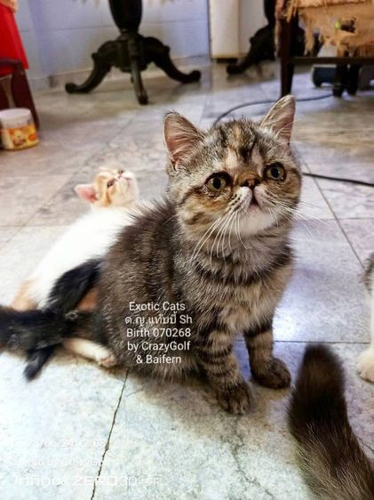 Exotic Cats รูปที่ 10