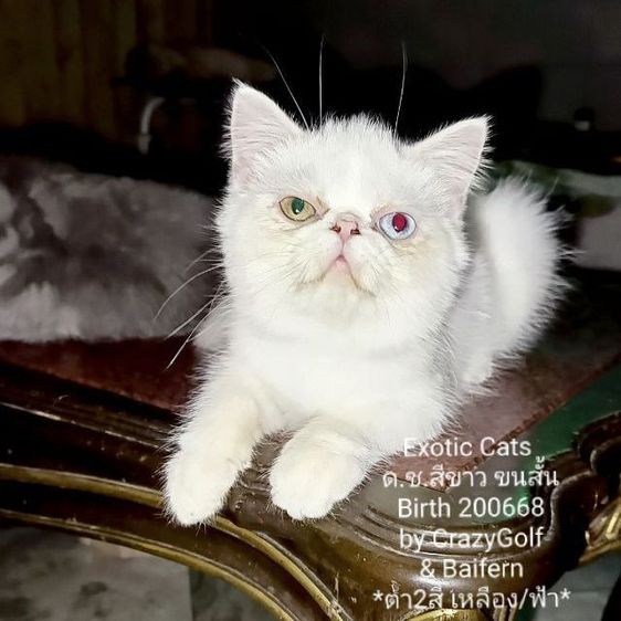 Exotic Cats รูปที่ 12